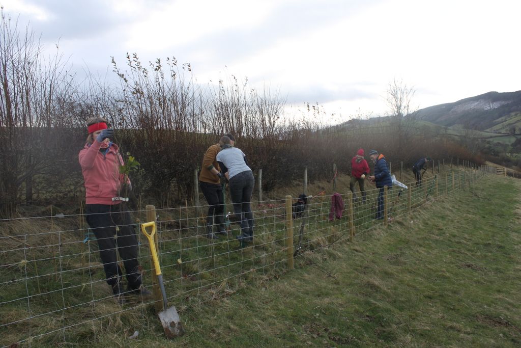 Hedgerow planting at Dolydd Gobaith Nov 21