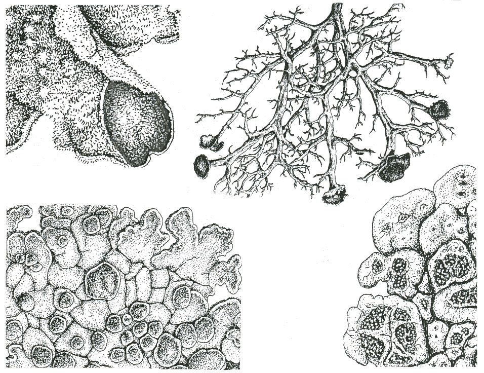 lichen form