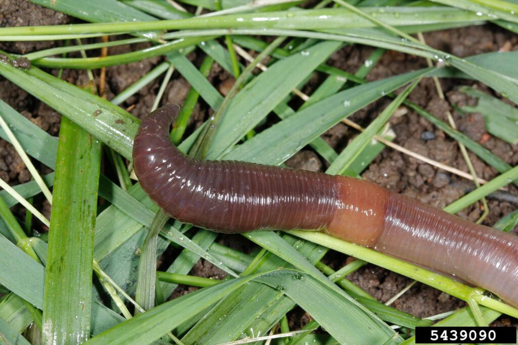 common earthworm (Lumbricus terrestris) Joseph Berger, Bugwood.org